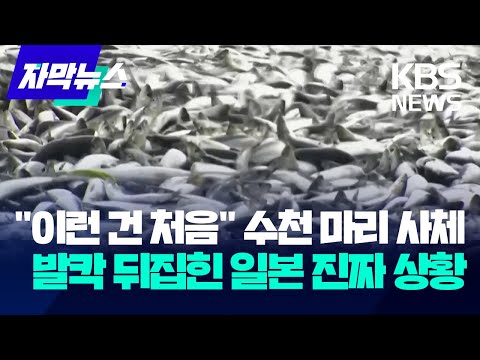 [자막뉴스] &quot;이런 건 처음&quot; 수천 마리 사체...발칵 뒤집힌 일본 진짜 상황 / KBS 2023.12.16.