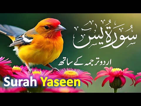 Surah Yasin ( Yaseen ) with Urdu Tarjuma | Quran tilawat | Episode 0015| Quran with Urdu Translation