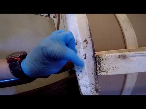 MOST EXTENSIVE BED BUG TREATMENT ON YOUTUBE! - Learn how to DIY bed bugs