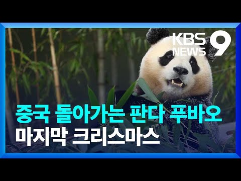 판다 푸바오와 마지막 크리스마스&hellip;멸종위기종 보전 노력 &lsquo;청신호&rsquo; [9시 뉴스] / KBS  2023.12.25.