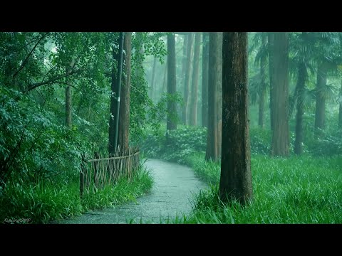 Rain in the forest path（3）, sleep, relax, meditate, study, work, ASMR