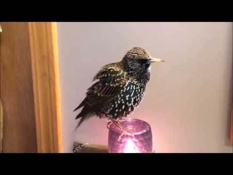 European Starling mimics words (&quot;Talking&quot; Starling)