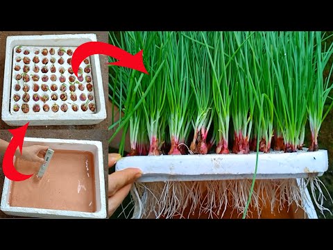 The easiest way to grow onions hydroponically at home