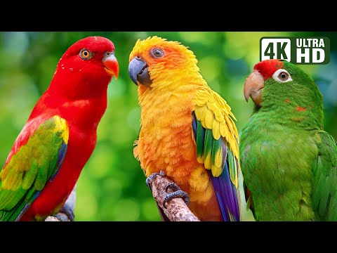 CUTE PARROTS | COLORFUL BIRDS | RELAXING SOUNDS | STUNNING NATURE | BEAUTIFUL PETS | STRESS RELIEF