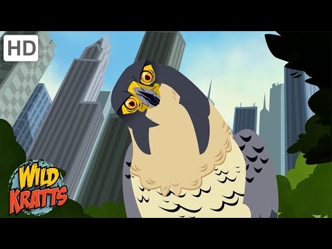 City Creatures | Falcons, Pigeons, Worms + more! [Full Episodes] Wild Kratts