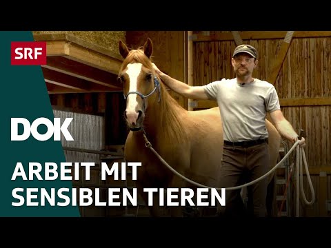 Der Pferdefl&uuml;sterer und sein Mustang &ndash; Pferdetraining im Appenzellerland | DOK | SRF