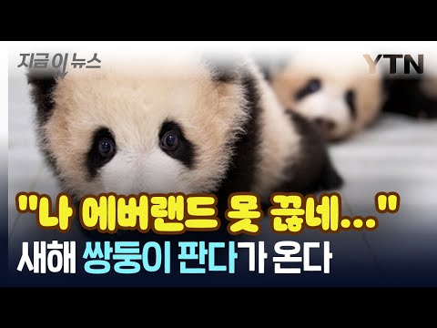 새해에도 에버랜드 갈 결심...'쌍둥이 판다'가 온다! [지금이뉴스] / YTN