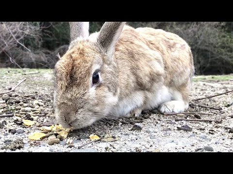 I don't know any rabbits cuter than these!