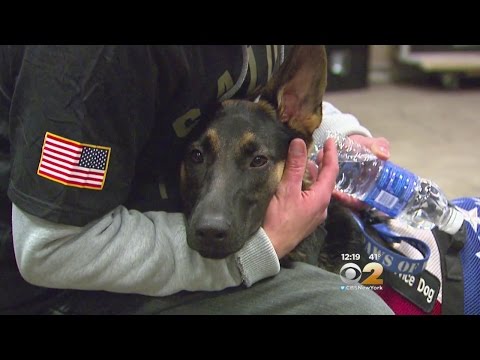 Veteran Surprised With Service Dog At Giants Game