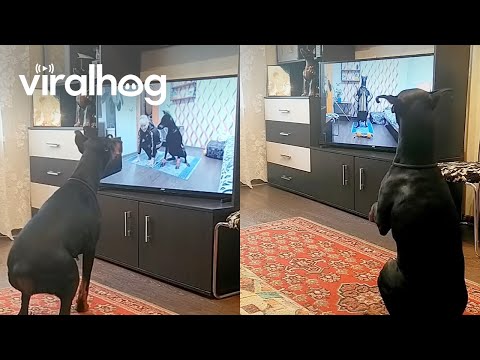 Adorable Dog Does its Own Exercise Routine || ViralHog