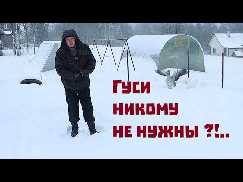 Гуси не нужны?//Начинаем строительный сезон-2024!