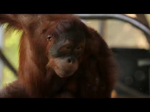 Orangutan Chronicles A Journey Through Time*If you like this video, please click Like&amp;orSubscribe*:)