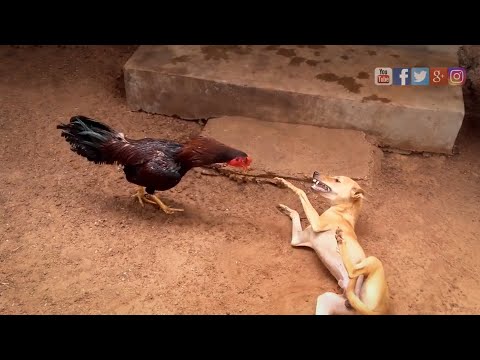 rooster vs dog