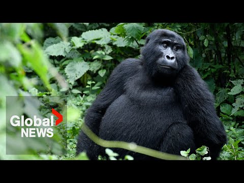 Endangered primates receive hope as mountain gorilla subspecies rebounds