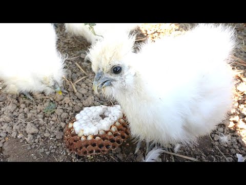 Chicks' Unusual Feast: Removing a Hornet Nest