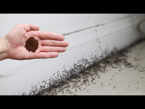 I've never gotten rid of ants this quickly! The strongest domestic insecticide