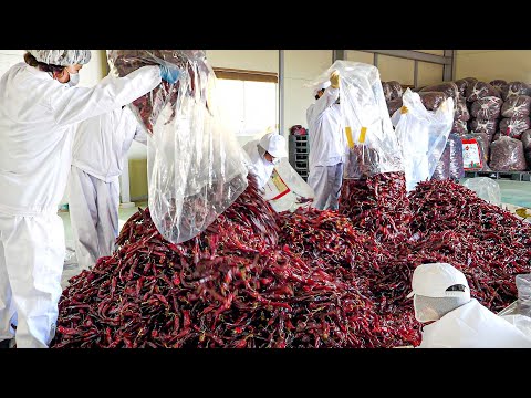 Amazing Food Factory!! Spicy noodle production process that produces 24 tons a year