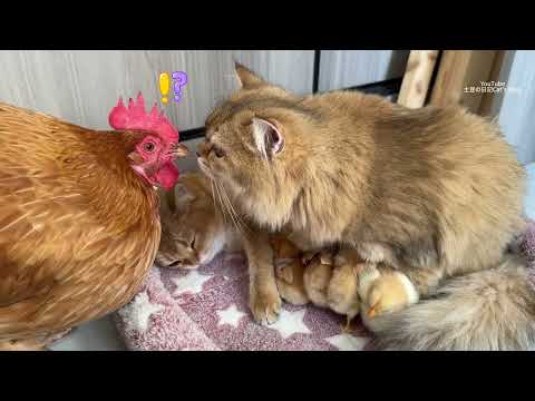 Guinness World Records😂!Two kittens can take care of chicks better than hens.Funny and cute animals