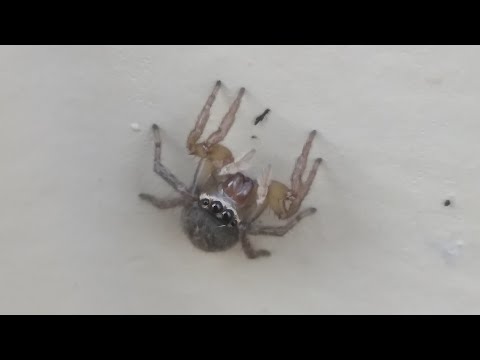 white banded jumping spider catches fly (maratus griseus)