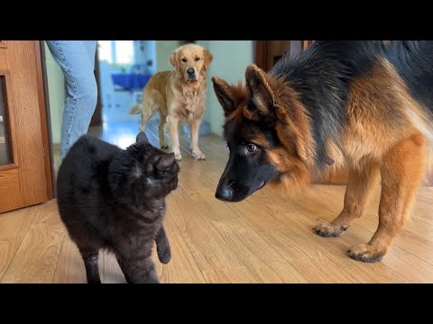 German Shepherd Puppy Meets a Cat For The First Time