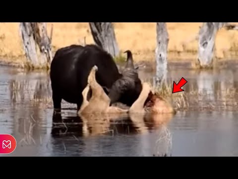 BUFFALO KILLS DROWNED LION