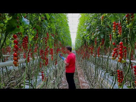 Looye Honey Tomato | The secret behind the best tasting tomato in the world!