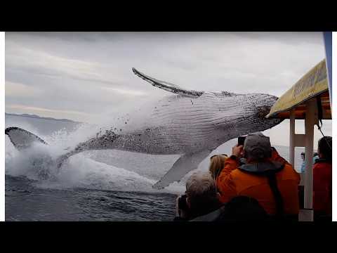 Whale jumps out of nowhere during sight seeing tour.