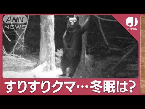 －9℃の北海道　雪上で&ldquo;背こすり&rdquo;ヒグマ(2023年12月1日)