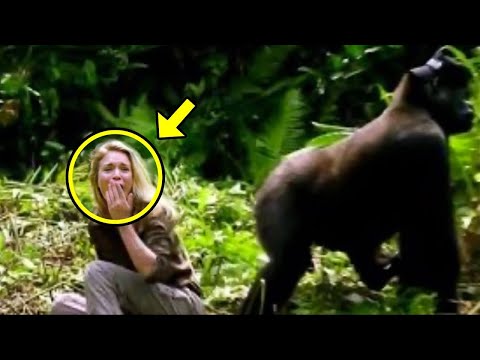 Un gorille a captur&eacute; une femme dans la jungle. Ce qu&rsquo;il a fait ensuite vous laissera sous le choc !