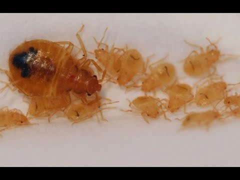 How to Identify Baby Bed Bugs