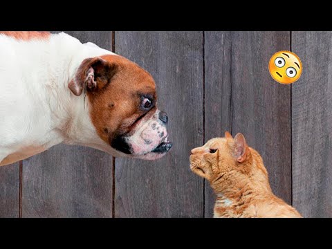 Funny Dogs And Cats Videos 2023 😅 - Best Funniest Animal Videos Of The Month #9