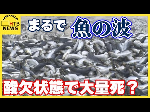 まるで魚の波が押し寄せているよう&hellip;海岸に大量のイワシ　酸欠状態で大量死？　函館市・戸井地区