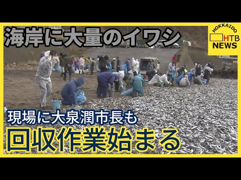 函館市の海岸に打ち上げられた大量の大イワシ　約１００人規模での回収作業始まる　大泉潤市長も現場に