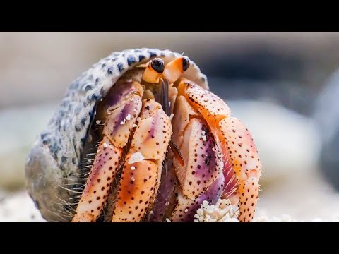 Hermit Crabs LINE UP To Swap Shells! | Life Story | BBC Earth Kids