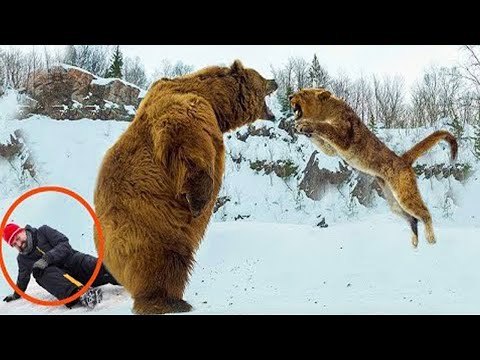 10 Heroic Animals Rescuing Humans Captured on Camera