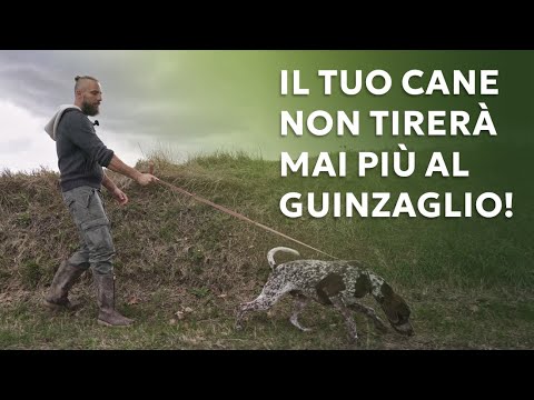 Il tuo cane non tirer&agrave; mai pi&ugrave; il guinzaglio