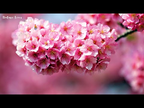 Music to heal all pains of the body, soul and spirit 🌷 Relaxing music for sleep